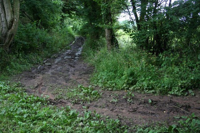 A wooded path crossroads representing meaning, choice and existential reflection.