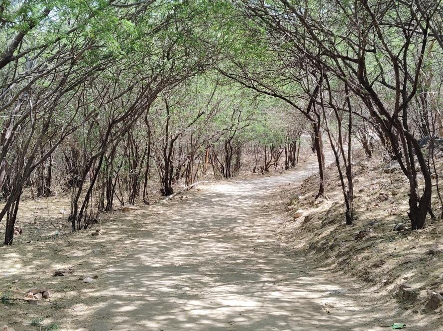 A peaceful forest path representing trauma recovery and gradual healing.